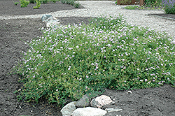 Crown Vetch (Coronilla varia) at Strader's Garden Centers
