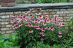 Magnus Coneflower (Echinacea purpurea 'Magnus') at Strader's Garden Centers