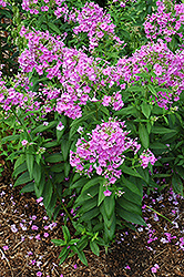 Eva Cullum Garden Phlox (Phlox paniculata 'Eva Cullum') at Strader's Garden Centers