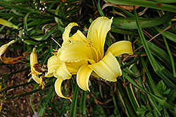 Mary Todd Daylily (Hemerocallis 'Mary Todd') at Strader's Garden Centers