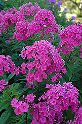 Eva Cullum Garden Phlox (Phlox paniculata 'Eva Cullum') at Strader's Garden Centers