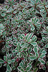 Tricolor Stonecrop (Sedum spurium 'Tricolor') at Strader's Garden Centers