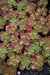 Fulda Glow Stonecrop (Sedum spurium 'Fuldaglut') at Strader's Garden Centers