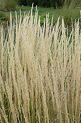 Karl Foerster Reed Grass (Calamagrostis x acutiflora 'Karl Foerster') at Strader's Garden Centers