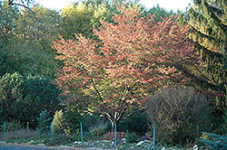 Robin Hill Serviceberry (Amelanchier x grandiflora 'Robin Hill') at Strader's Garden Centers
