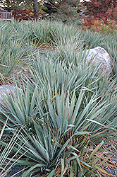 Adam's Needle (Yucca filamentosa) at Strader's Garden Centers