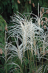 Graziella Maiden Grass (Miscanthus sinensis 'Graziella') at Strader's Garden Centers