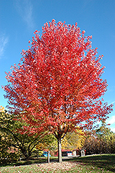 Autumn Blaze Maple (Acer x freemanii 'Jeffersred') at Strader's Garden Centers