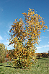 Gray Birch (Betula populifolia) at Strader's Garden Centers