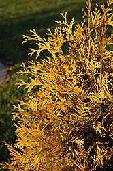 Yellow Ribbon Arborvitae (Thuja occidentalis 'Yellow Ribbon') at Strader's Garden Centers