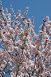 Newport Plum (Prunus cerasifera 'Newport') at Strader's Garden Centers