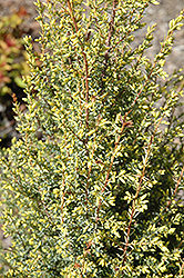 Gold Cone Juniper (Juniperus communis 'Gold Cone') at Strader's Garden Centers