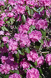 P.J.M. Rhododendron (Rhododendron 'P.J.M.') at Strader's Garden Centers