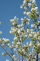 Allegheny Serviceberry (Amelanchier laevis) at Strader's Garden Centers