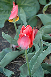 Toronto Tulip (Tulipa 'Toronto') at Strader's Garden Centers