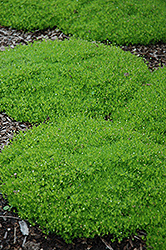 Irish Moss (Sagina subulata) at Strader's Garden Centers