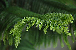 Norfolk Island Pine (Araucaria heterophylla) at Strader's Garden Centers