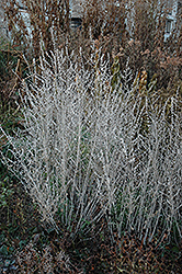 Russian Sage (Perovskia atriplicifolia) at Strader's Garden Centers