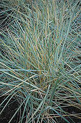 Blue Dune Lyme Grass (Leymus arenarius 'Blue Dune') at Strader's Garden Centers