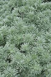 Silver Mound Artemisia (Artemisia schmidtiana 'Silver Mound') at Strader's Garden Centers