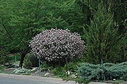 Dwarf Korean Lilac (tree form) (Syringa meyeri 'Palibin (tree form)') at Strader's Garden Centers