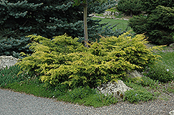 Old Gold Juniper (Juniperus x media 'Old Gold') at Strader's Garden Centers