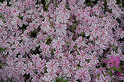 Candy Stripe Moss Phlox (Phlox subulata 'Candy Stripe') at Strader's Garden Centers