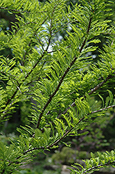 Baldcypress (Taxodium distichum) at Strader's Garden Centers