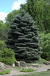Fat Albert Blue Spruce (Picea pungens 'Fat Albert') at Strader's Garden Centers