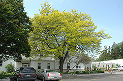 Sunburst Honeylocust (Gleditsia triacanthos 'Suncole') at Strader's Garden Centers