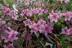 Compact Korean Azalea (Rhododendron yedoense 'Poukhanense Compacta') at Strader's Garden Centers