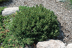 Valley Cushion Mugo Pine (Pinus mugo 'Valley Cushion') at Strader's Garden Centers