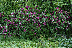 Charles Joly Lilac (Syringa vulgaris 'Charles Joly') at Strader's Garden Centers