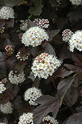 Diablo Ninebark (Physocarpus opulifolius 'Monlo') at Strader's Garden Centers