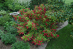 Red Prince Weigela (Weigela florida 'Red Prince') at Strader's Garden Centers