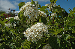 Cardinal Candy Viburnum (Viburnum dilatatum 'Henneke') at Strader's Garden Centers