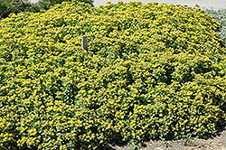 Golden Carpet Stonecrop (Sedum kamtschaticum 'Golden Carpet') at Strader's Garden Centers