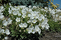 White Clips Bellflower (Campanula carpatica 'White Clips') at Strader's Garden Centers