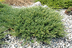 Andorra Juniper (Juniperus horizontalis 'Plumosa Compacta') at Strader's Garden Centers