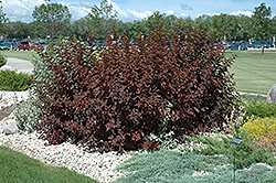 Diablo Ninebark (Physocarpus opulifolius 'Monlo') at Strader's Garden Centers