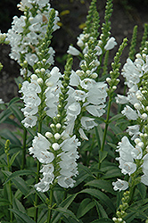 Miss Manners Obedient Plant (Physostegia virginiana 'Miss Manners') at Strader's Garden Centers
