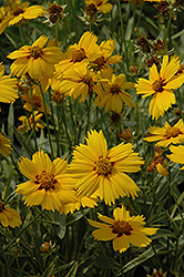 Tequila Sunrise Tickseed (Coreopsis 'Tequila Sunrise') at Strader's Garden Centers