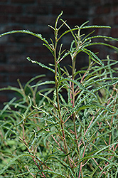 Fine Line Fern Leaf Buckthorn (Rhamnus frangula 'Ron Williams') at Strader's Garden Centers
