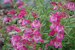 Red Rocks Beard Tongue (Penstemon x mexicali 'Red Rocks') at Strader's Garden Centers