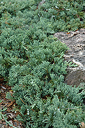 Blue Rug Juniper (Juniperus horizontalis 'Wiltonii') at Strader's Garden Centers