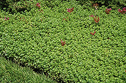 John Creech Stonecrop (Sedum spurium 'John Creech') at Strader's Garden Centers