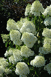 Silver Dollar Hydrangea (Hydrangea paniculata 'Silver Dollar') at Strader's Garden Centers