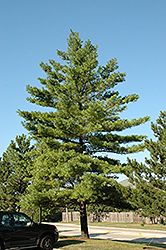 White Pine (Pinus strobus) at Strader's Garden Centers