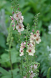 Apricot Sunset Mullein (Verbascum 'Apricot Sunset') at Strader's Garden Centers
