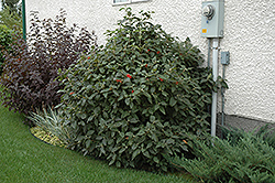 Mohican Viburnum (Viburnum lantana 'Mohican') at Strader's Garden Centers